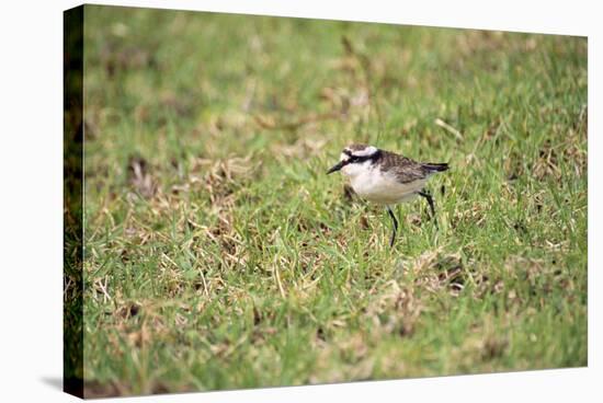 St Helena Sand Plover Only Endemic Landbird-null-Stretched Canvas