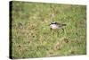 St Helena Sand Plover Only Endemic Landbird-null-Stretched Canvas