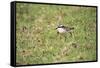 St Helena Sand Plover Only Endemic Landbird-null-Framed Stretched Canvas