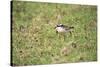 St Helena Sand Plover Only Endemic Landbird-null-Stretched Canvas