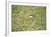 St Helena Sand Plover Only Endemic Landbird-null-Framed Photographic Print