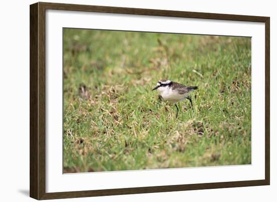 St Helena Sand Plover Only Endemic Landbird-null-Framed Photographic Print