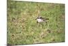 St Helena Sand Plover Only Endemic Landbird-null-Mounted Photographic Print