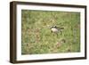 St Helena Sand Plover Only Endemic Landbird-null-Framed Photographic Print