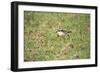 St Helena Sand Plover Only Endemic Landbird-null-Framed Photographic Print