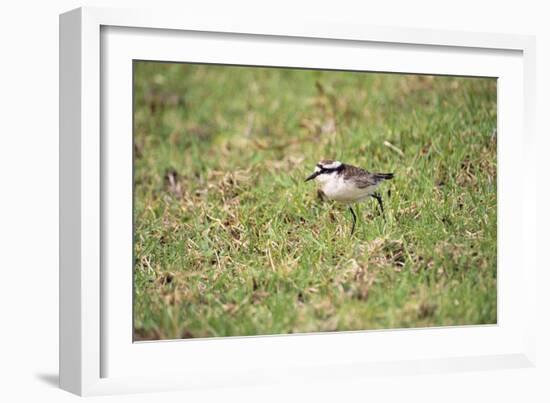 St Helena Sand Plover Only Endemic Landbird-null-Framed Photographic Print