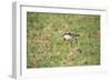 St Helena Sand Plover Only Endemic Landbird-null-Framed Photographic Print