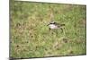 St Helena Sand Plover Only Endemic Landbird-null-Mounted Photographic Print