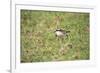 St Helena Sand Plover Only Endemic Landbird-null-Framed Photographic Print