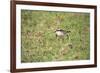 St Helena Sand Plover Only Endemic Landbird-null-Framed Photographic Print