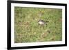 St Helena Sand Plover Only Endemic Landbird-null-Framed Photographic Print