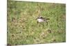 St Helena Sand Plover Only Endemic Landbird-null-Mounted Photographic Print