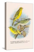 St. Helena Seed-Eater, Green Singing-Finch-Arthur G. Butler-Stretched Canvas