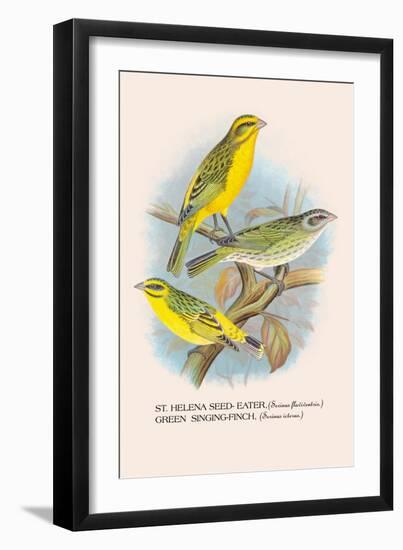 St. Helena Seed-Eater, Green Singing-Finch-Arthur G. Butler-Framed Art Print