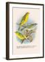 St. Helena Seed-Eater, Green Singing-Finch-Arthur G. Butler-Framed Art Print