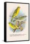 St. Helena Seed-Eater, Green Singing-Finch-Arthur G. Butler-Framed Stretched Canvas