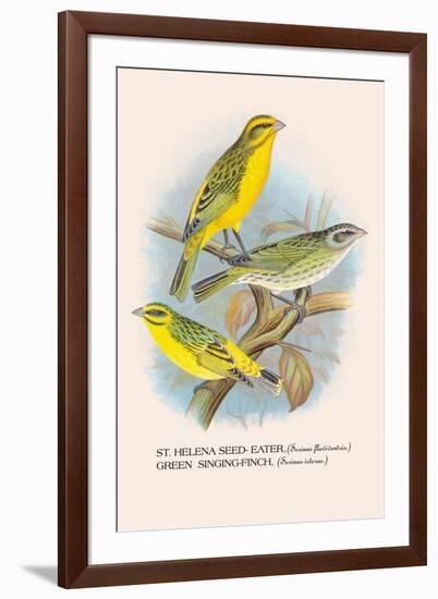 St. Helena Seed-Eater, Green Singing-Finch-Arthur G. Butler-Framed Art Print