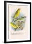 St. Helena Seed-Eater, Green Singing-Finch-Arthur G. Butler-Framed Art Print