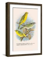 St. Helena Seed-Eater, Green Singing-Finch-Arthur G. Butler-Framed Art Print