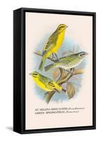 St. Helena Seed-Eater, Green Singing-Finch-Arthur G. Butler-Framed Stretched Canvas