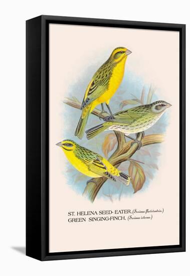 St. Helena Seed-Eater, Green Singing-Finch-Arthur G. Butler-Framed Stretched Canvas