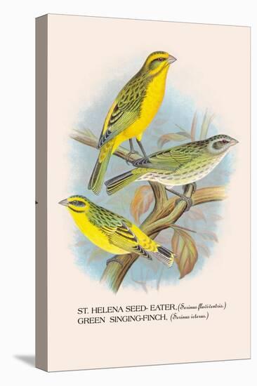St. Helena Seed-Eater, Green Singing-Finch-Arthur G. Butler-Stretched Canvas