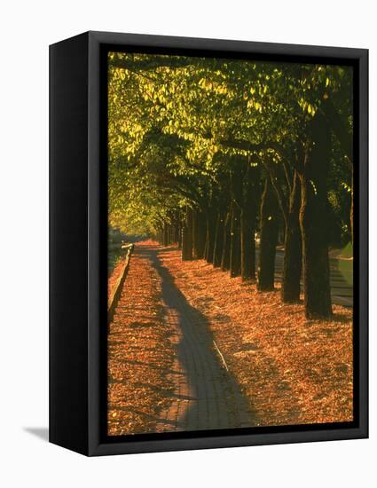 St. Helena Wine Country, Napa Valley, California-John Alves-Framed Stretched Canvas