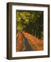 St. Helena Wine Country, Napa Valley, California-John Alves-Framed Photographic Print