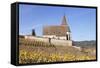 St. Jacques Church, Vineyards in Autumn, Hunawhir, Alsace, France-Markus Lange-Framed Stretched Canvas