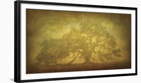 St. Joe Plantation Oak in Fog 3-William Guion-Framed Giclee Print