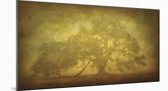 St. Joe Plantation Oak in Fog 3-William Guion-Mounted Giclee Print