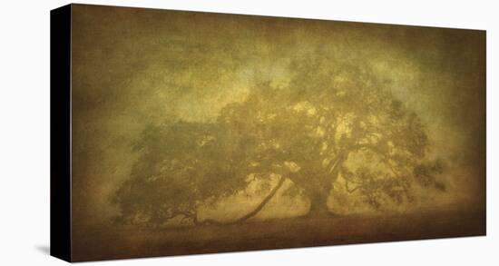 St. Joe Plantation Oak in Fog 3-William Guion-Stretched Canvas