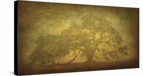 St. Joe Plantation Oak in Fog 3-William Guion-Stretched Canvas