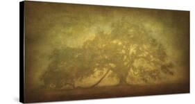 St. Joe Plantation Oak in Fog 3-William Guion-Stretched Canvas