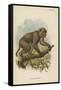 St. John's Macaque-null-Framed Stretched Canvas