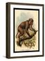 St. John's Macaque-G.r. Waterhouse-Framed Art Print