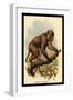 St. John's Macaque-G.r. Waterhouse-Framed Art Print