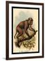 St. John's Macaque-G.r. Waterhouse-Framed Art Print