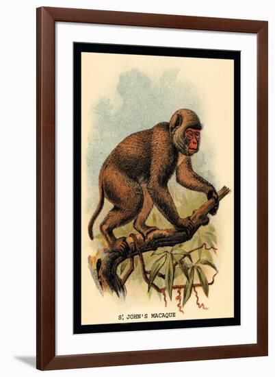 St. John's Macaque-G.r. Waterhouse-Framed Art Print