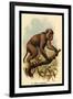 St. John's Macaque-G.r. Waterhouse-Framed Art Print