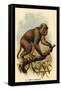 St. John's Macaque-G.r. Waterhouse-Framed Stretched Canvas