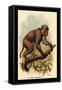St. John's Macaque-G.r. Waterhouse-Framed Stretched Canvas