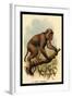 St. John's Macaque-G.r. Waterhouse-Framed Art Print