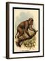 St. John's Macaque-G.r. Waterhouse-Framed Art Print