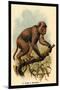St. John's Macaque-G.r. Waterhouse-Mounted Art Print