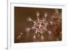 St John's stalked jellyfish growing on seaweed, Dorset, UK-Alex Mustard-Framed Photographic Print