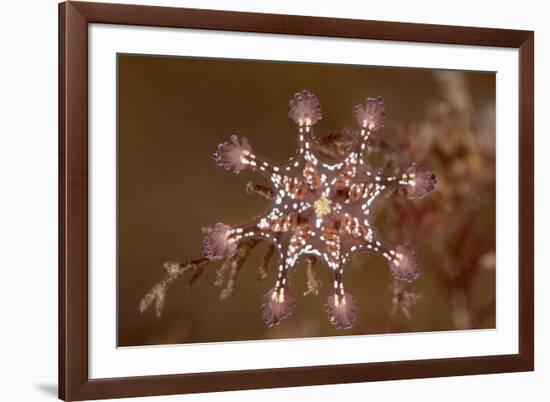 St John's stalked jellyfish growing on seaweed, Dorset, UK-Alex Mustard-Framed Photographic Print