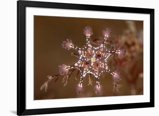 St John's stalked jellyfish growing on seaweed, Dorset, UK-Alex Mustard-Framed Photographic Print