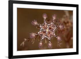 St John's stalked jellyfish growing on seaweed, Dorset, UK-Alex Mustard-Framed Photographic Print