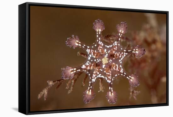 St John's stalked jellyfish growing on seaweed, Dorset, UK-Alex Mustard-Framed Stretched Canvas